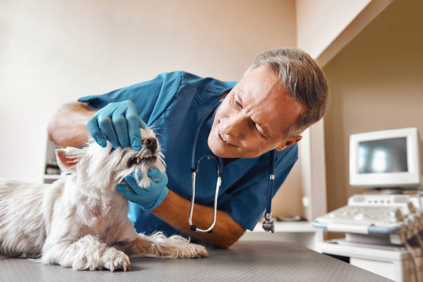 Best 24-Hour Emergency Dental Care in Shreve, OH